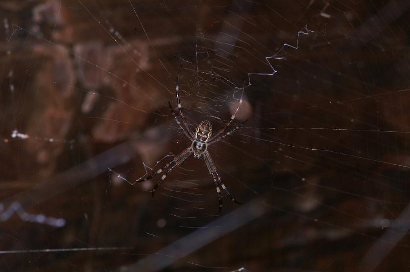 Argiope_ocyaloides_D3463_Z_90_Karinji NP_Australie.jpg